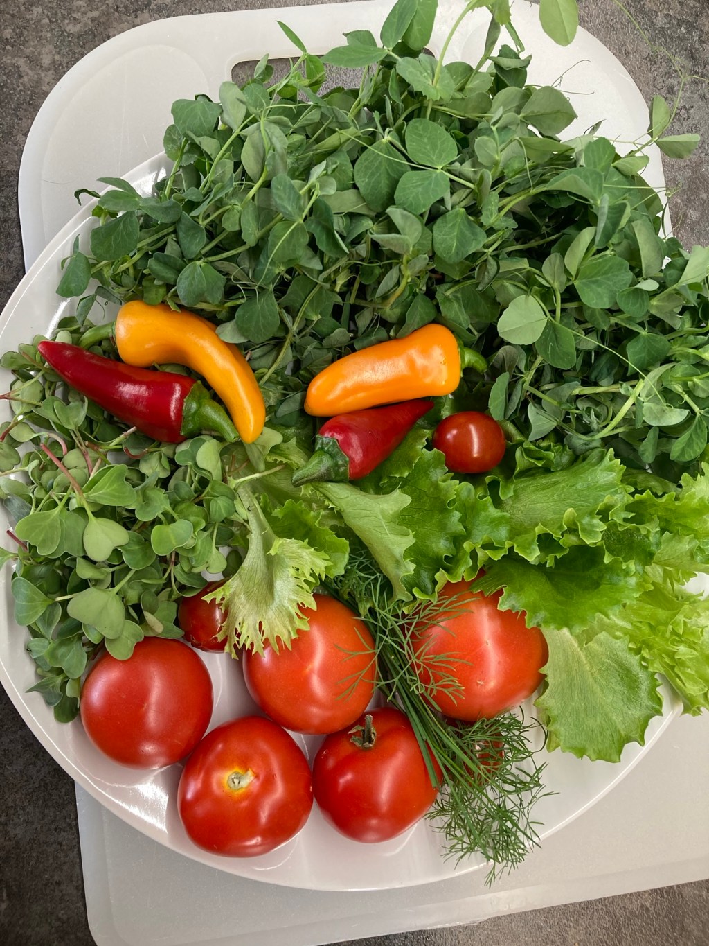 How My Kitchen Turned Into an Indoor Garden