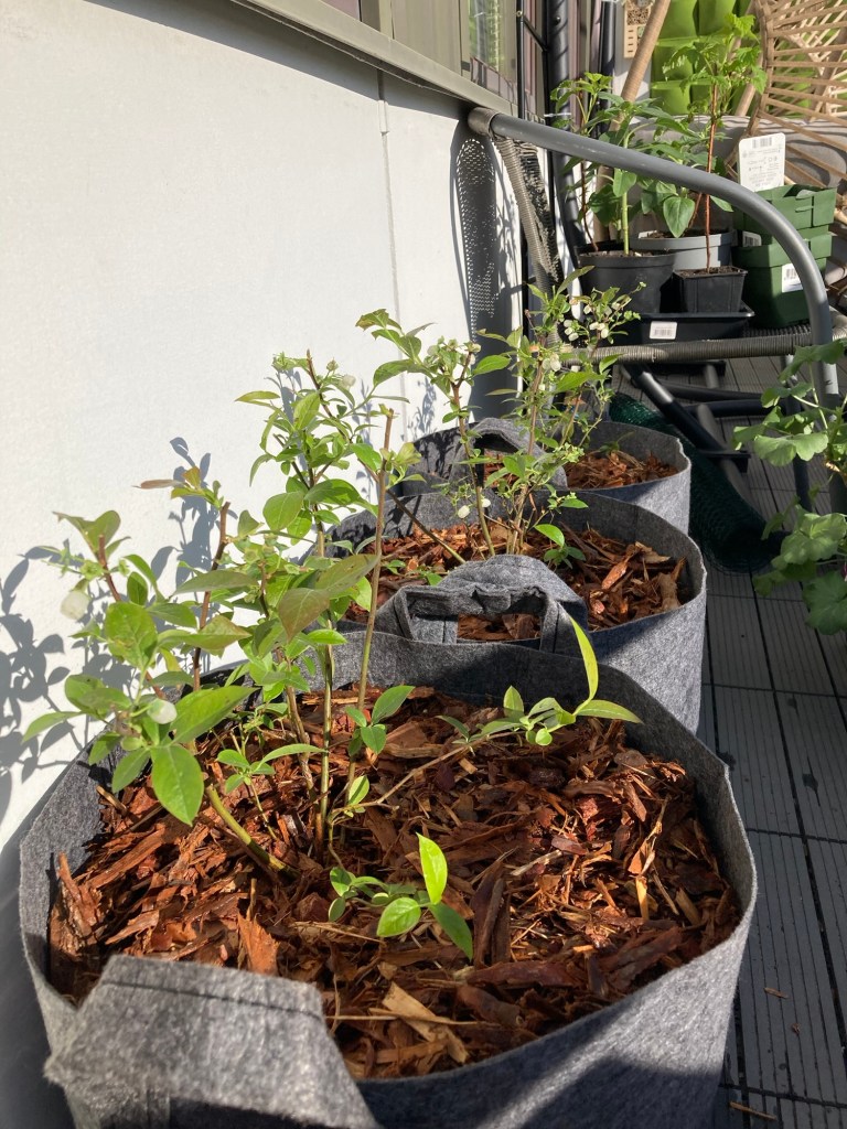 Bark mulch covering the surface of a blueberry fabric pot