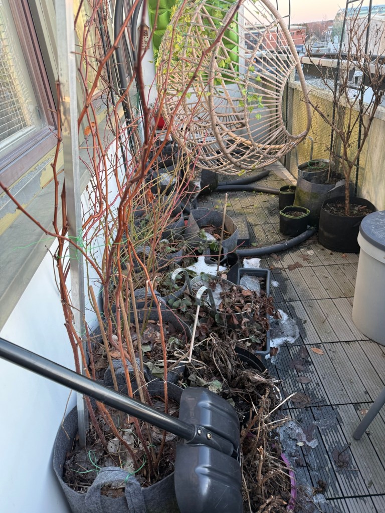 Growing Blueberries in Fabric Pots
