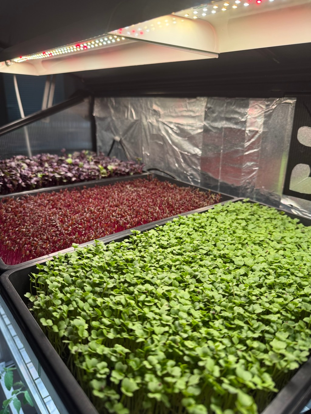 Starting Infinite Gardening: Can You Grow Real Food Indoors Year-Round?