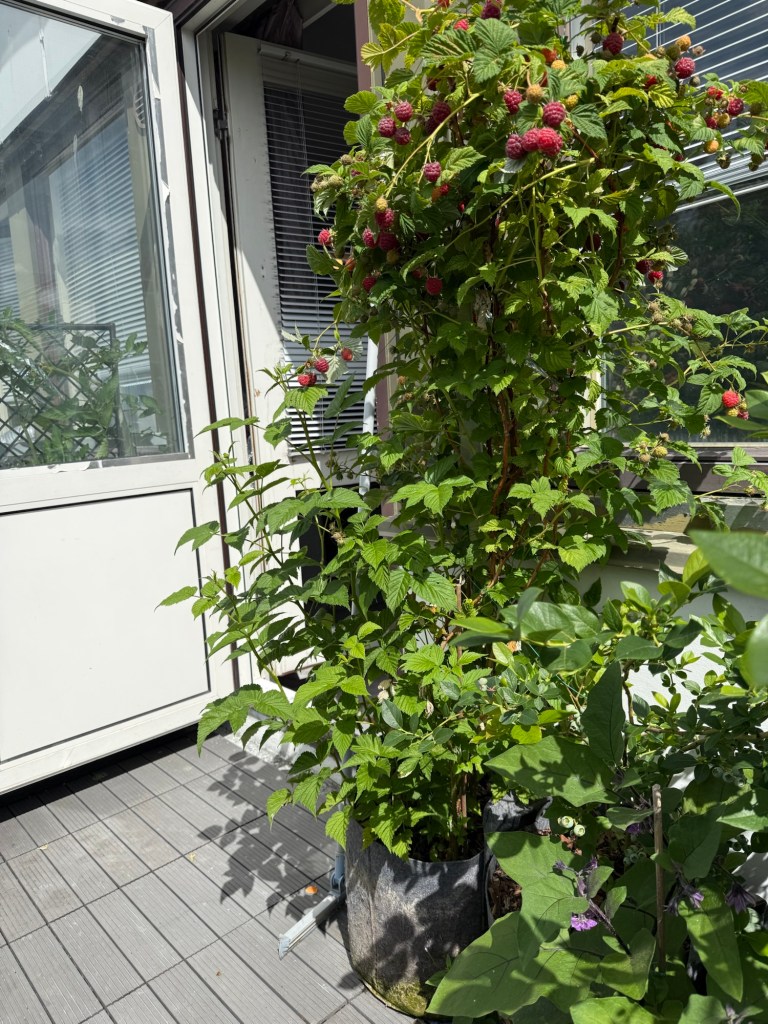 Growing Blueberries in Fabric Pots