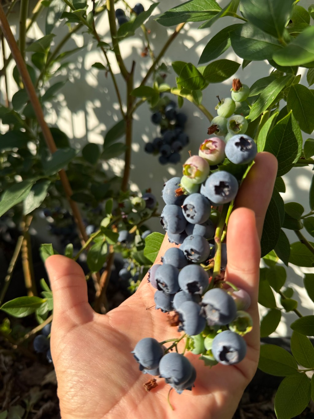 A hand holding a cluster of ripe blueberries on the bush