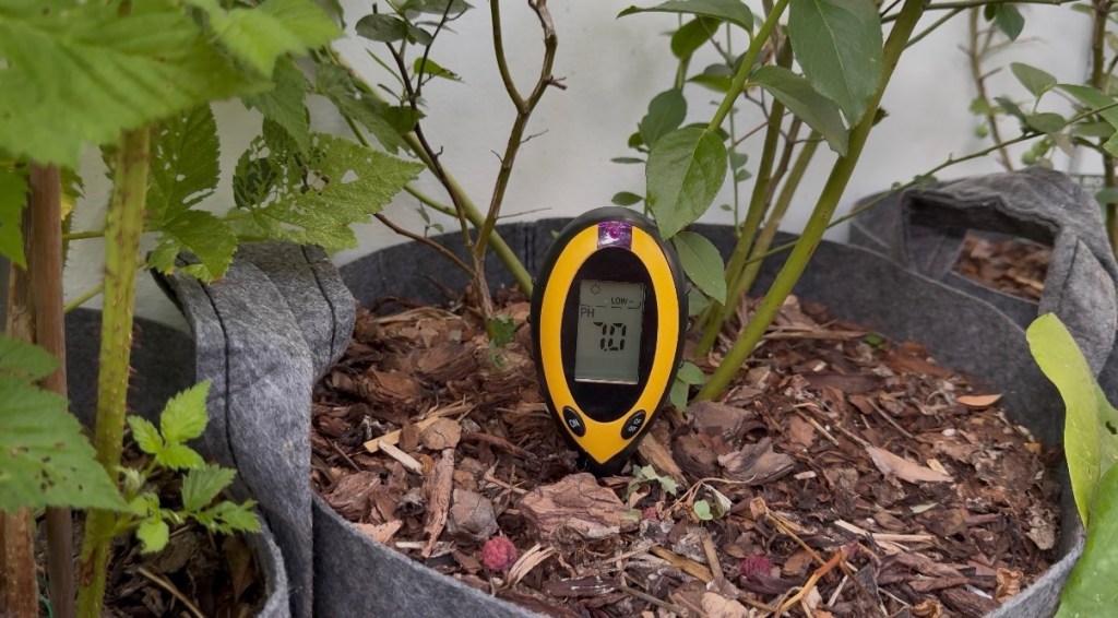 Soil pH meter showing a reading near 7 in a blueberry fabric pot