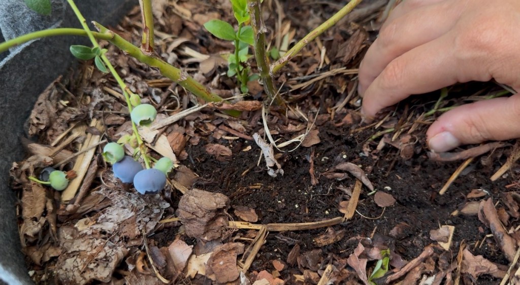 Bark mulch covering the surface of a blueberry fabric pot