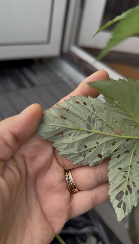 Small green raspberry sawfly larvae on the underside of a damaged raspberry leaf