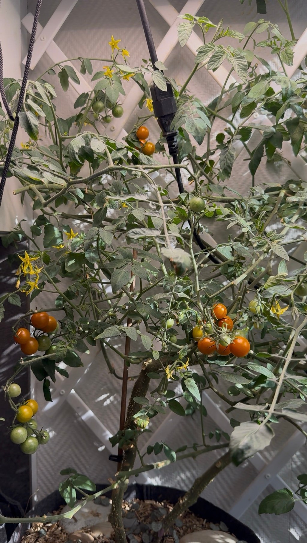 Growing Sungold Tomatoes Indoors Year-Round — My Plants Are Over a Year Old